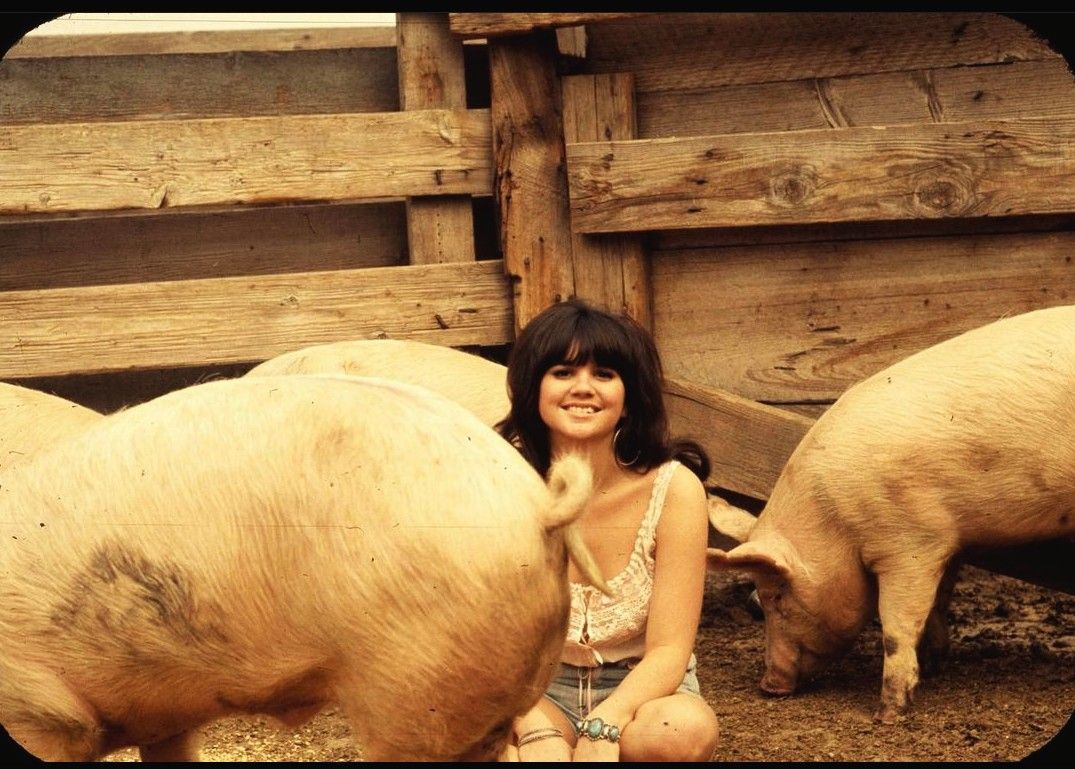 Linda Ronstadt Love Is a Rose